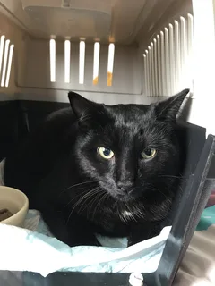 Chat trouvé Européen