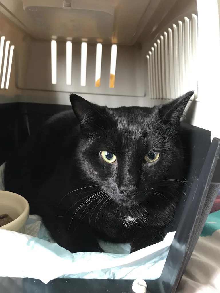 Chat trouvé