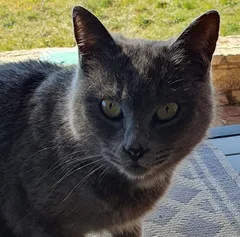 Chat trouvé Chartreux