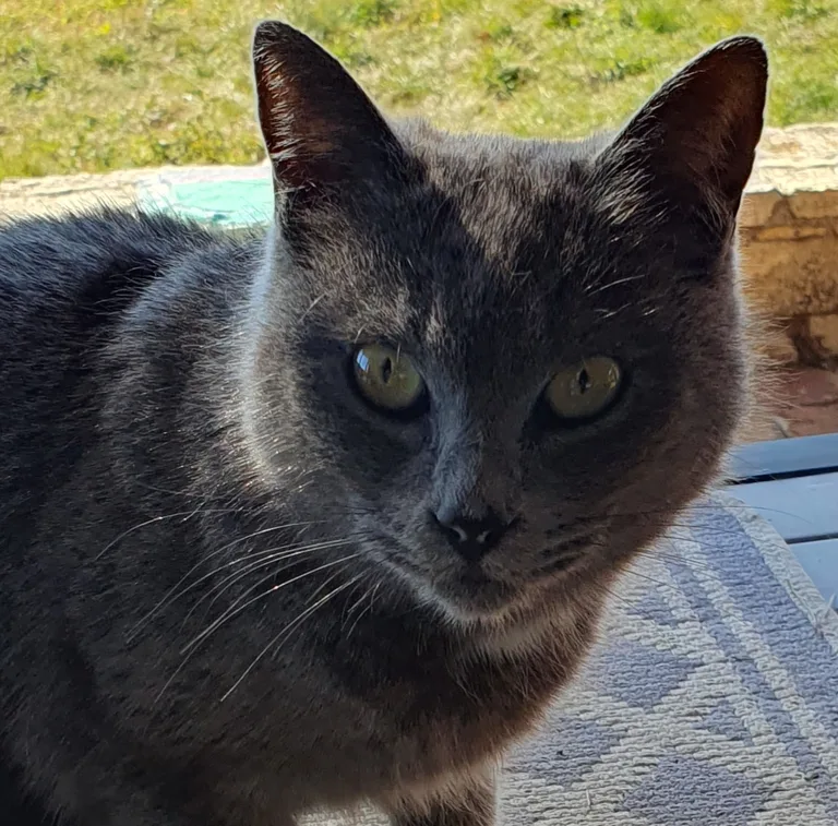 Chat trouvé