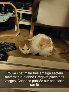 Chat trouvé Européen