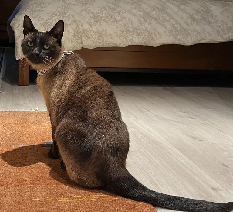 Chat trouvé