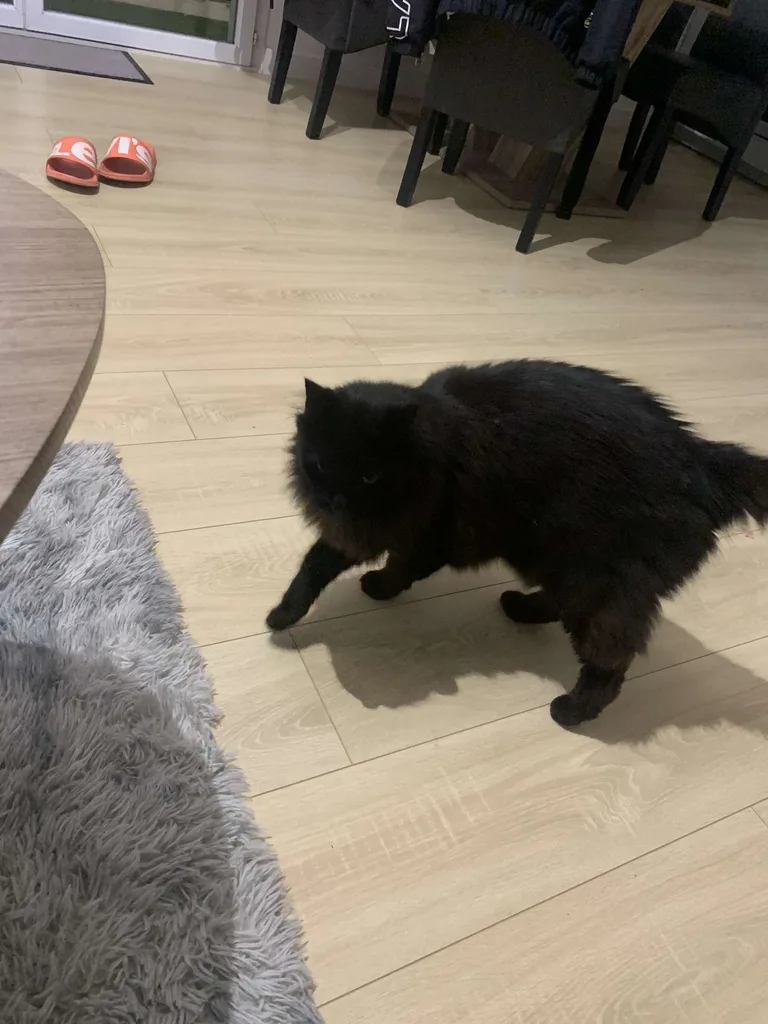 Chat trouvé