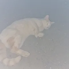 Chat trouvé Européen