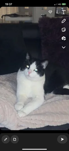 Chat perdu : Européen (Chico)