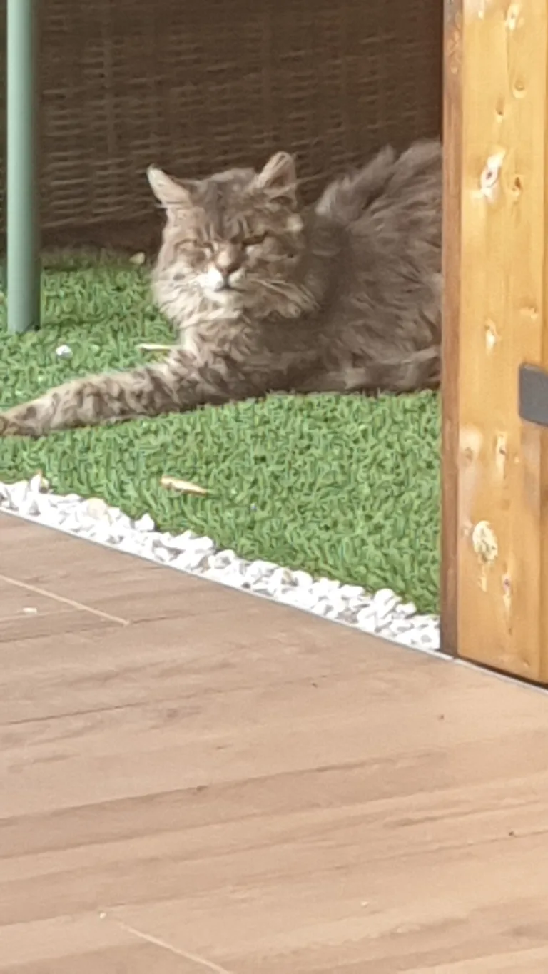Chat trouvé