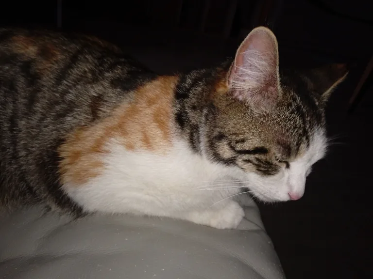 Chat trouvé