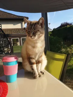Chat perdu Siamois