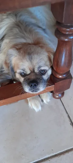 Chien perdu Epagneul Tibétain