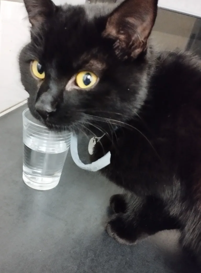 Chat trouvé