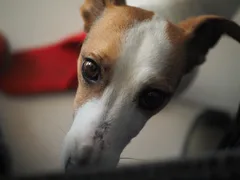 Chien perdu Jack-Russell-Terrier