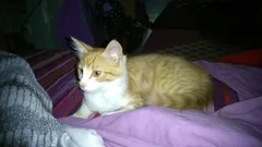 Chat trouvé Européen