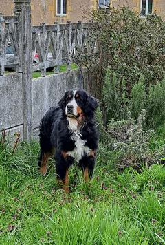 Chien perdu Bouvier Bernois