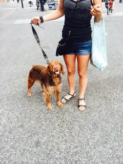 Chien trouvé Epagneul Breton