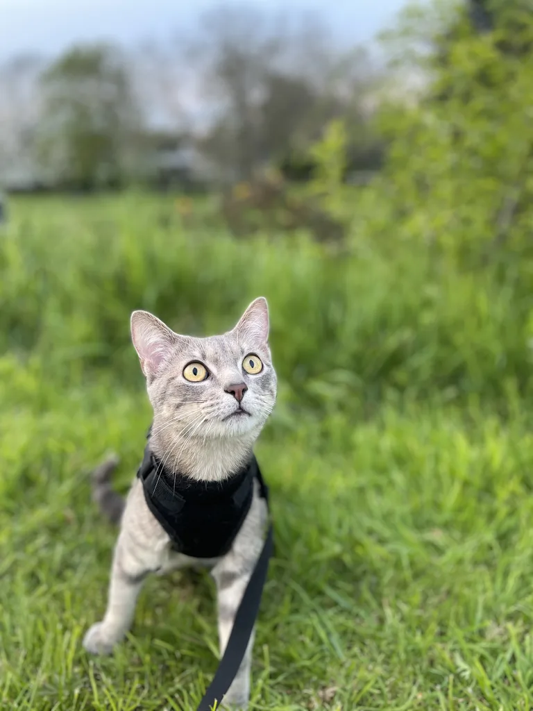 Rambo