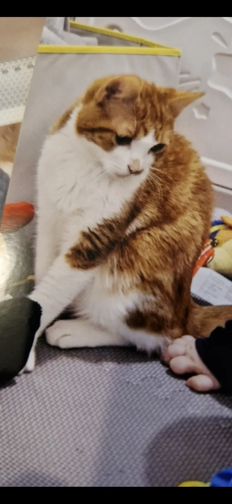 Simba