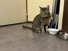 Chat trouvé Européen