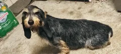 Chien trouvé Basset Fauve de Bretagne