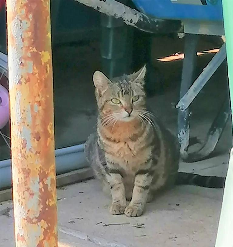 Chat trouvé