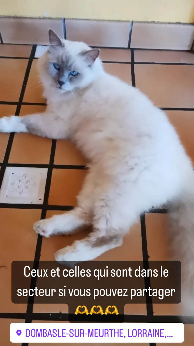 Titi