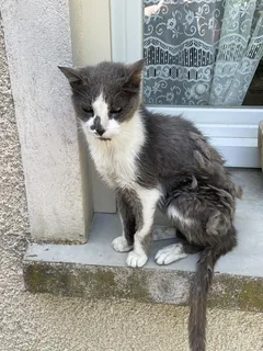 Chat trouvé Chat Sauvage d'Europe