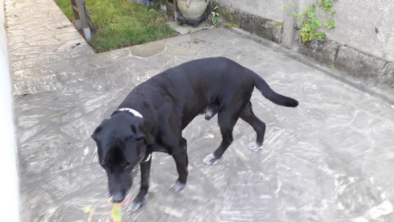 Chien trouvé