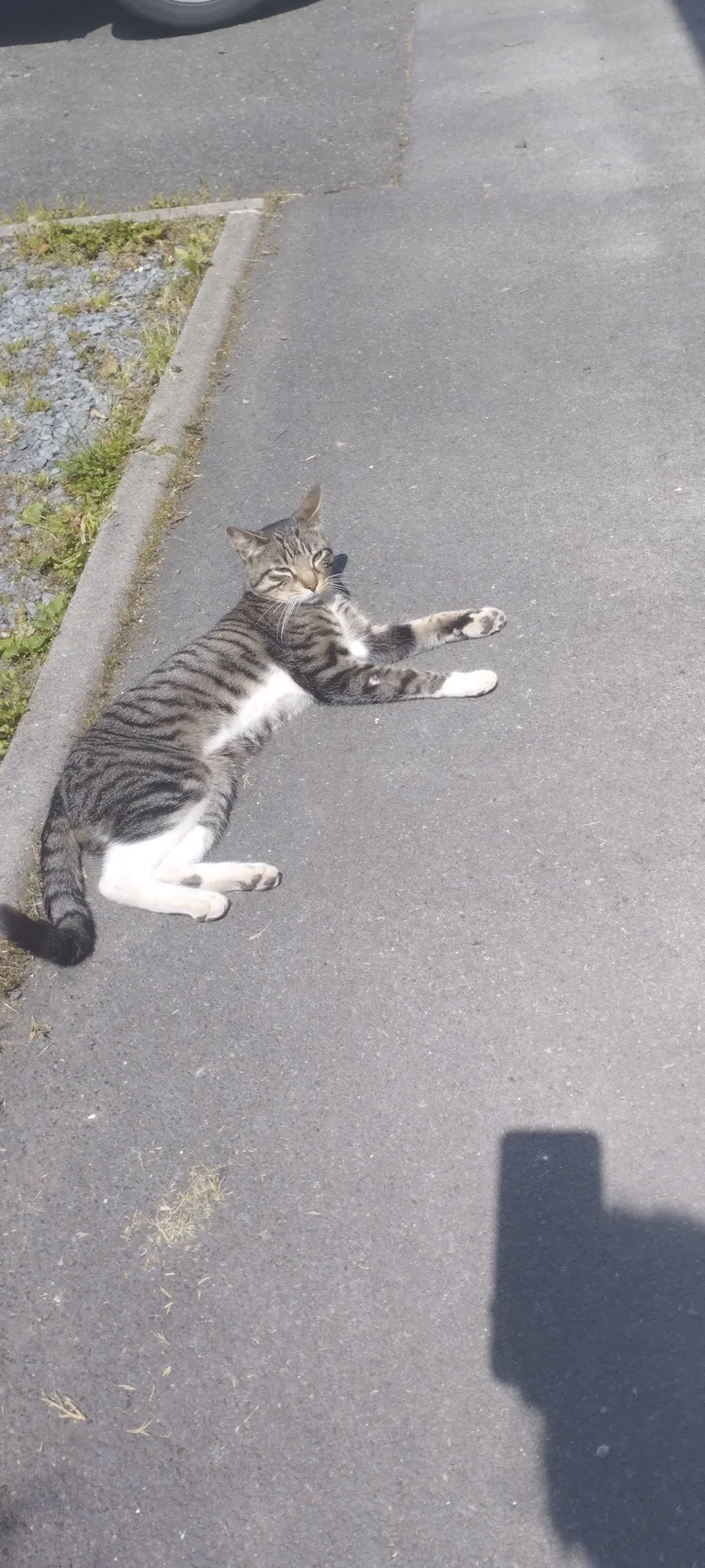 Chat trouvé