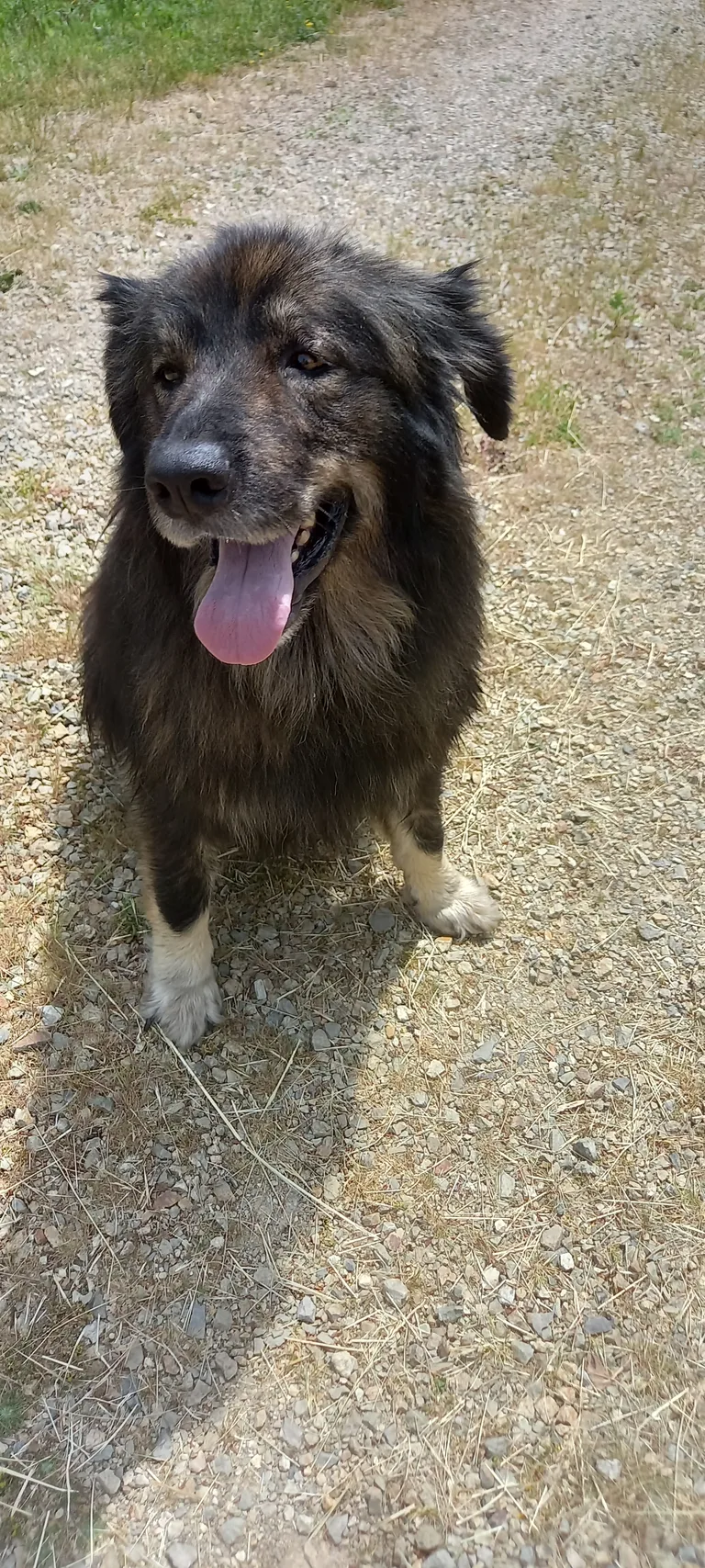 Chien trouvé