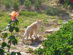 Chat trouvé Européen
