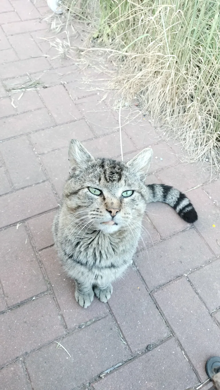 Chat trouvé