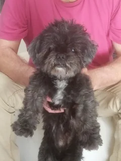 Chien trouvé Chien Courant