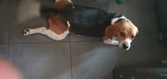 Chien trouvé Beagle