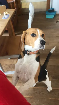 Chien perdu Beagle