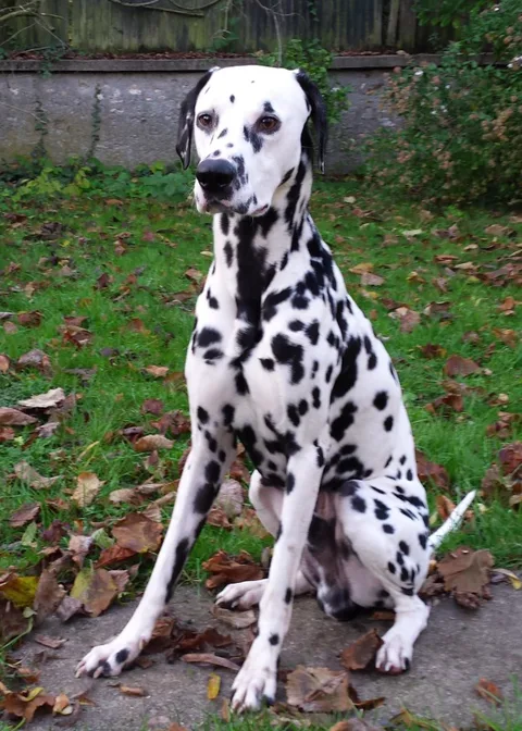 Chien trouvé