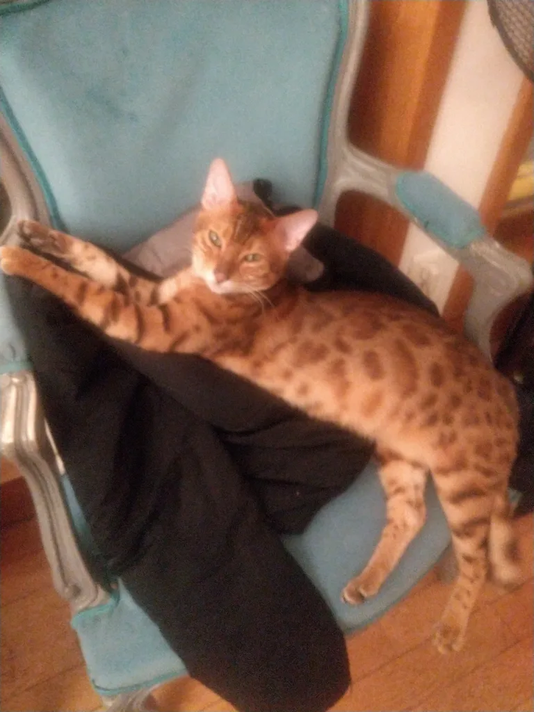 Shiva