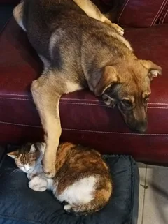 Chien perdu Croisé