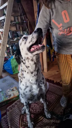 Chien perdu Croisé