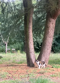 Chat trouvé Croisé