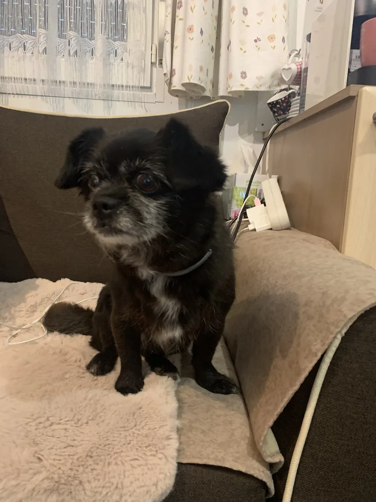 Chien trouvé
