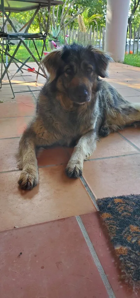 Chien trouvé