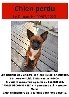 Chien perdu Chihuahua