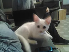 Chat perdu Chat Sauvage d'Europe