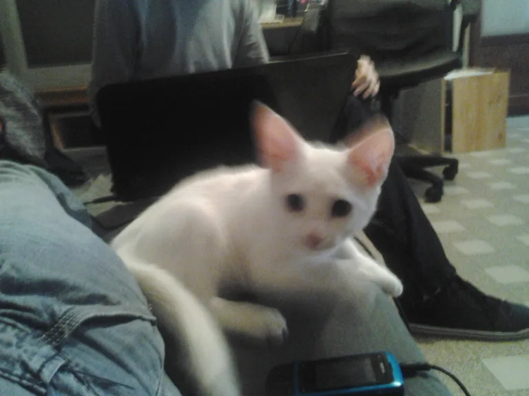 Yuki