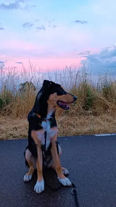 Chien perdu Beauceron