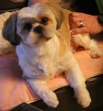 Chien perdu Shitzu