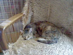 Chat perdu Européen