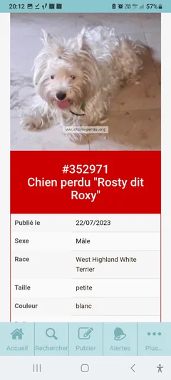 Chien perdu West Highland White Terrier