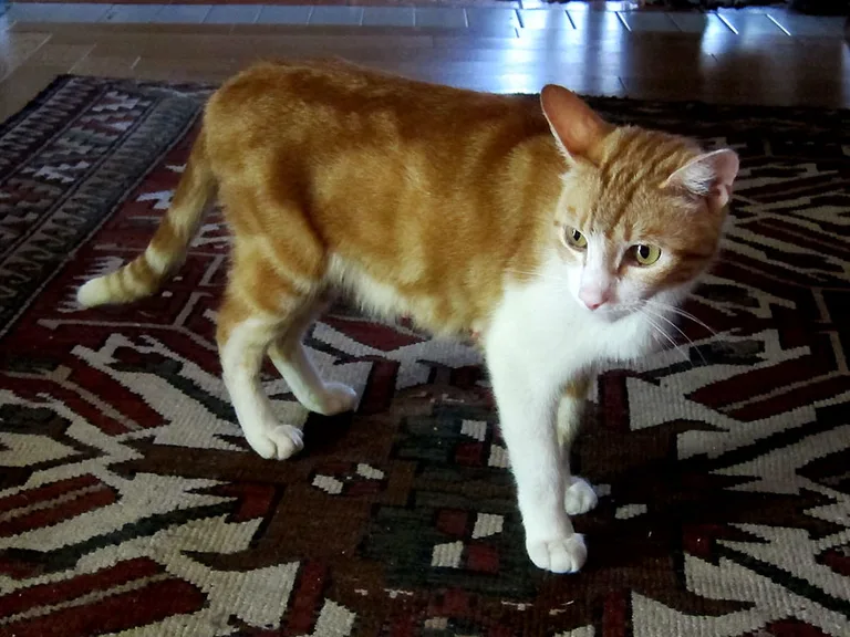 Chat trouvé