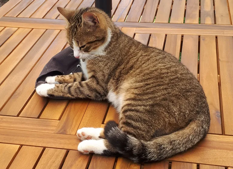 Patoune