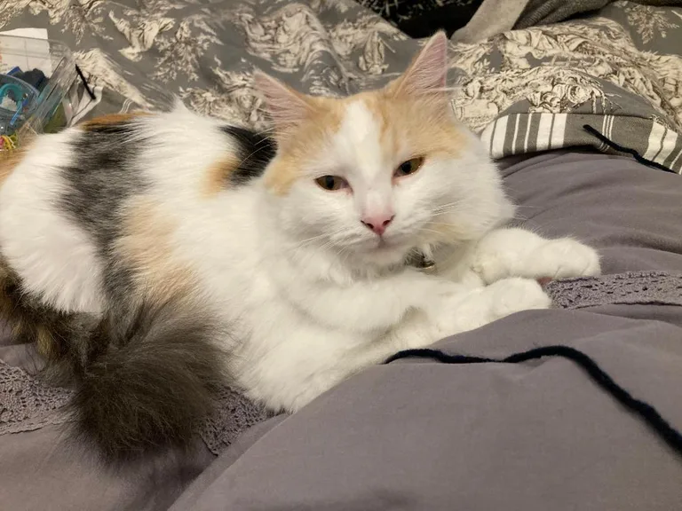 SIMONE